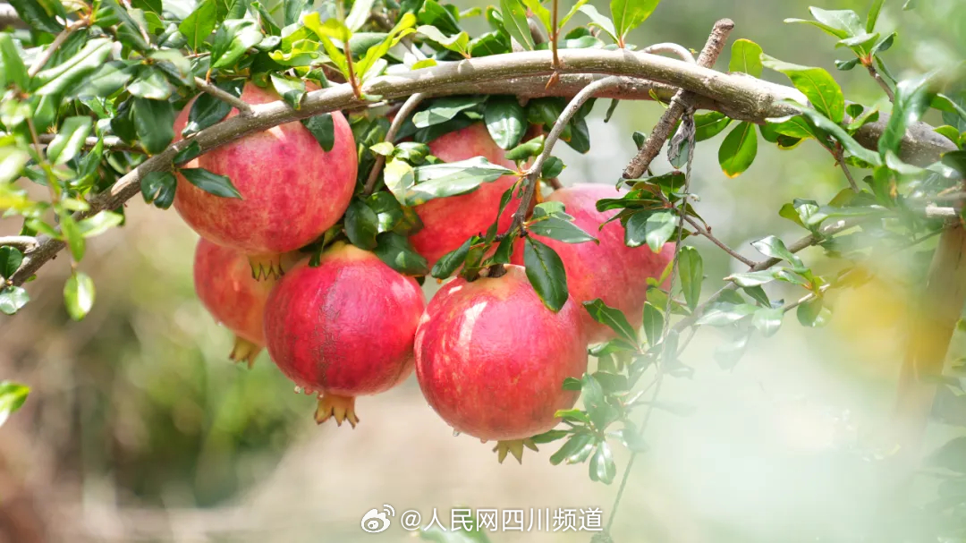 草榴最新地址，探索与发现之旅