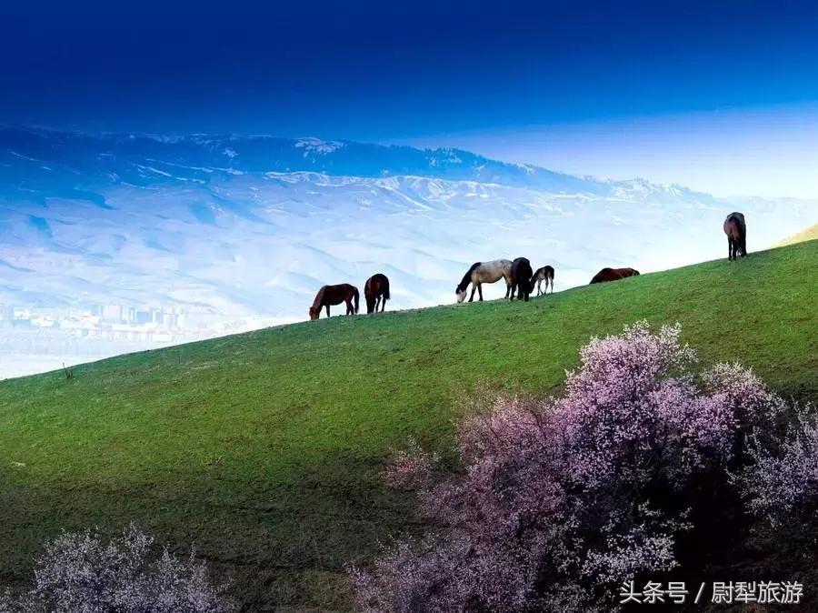 新疆旅游注意事项，探索美丽之地的必备指南