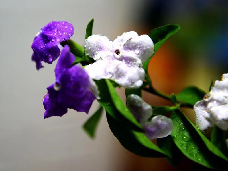 双色茉莉有毒吗？探究与解析