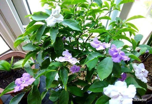 双色茉莉的养护之道，好养与否的探讨