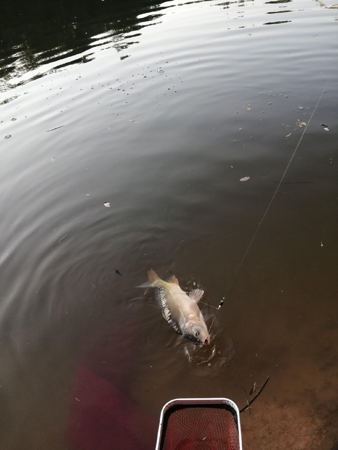 三道鳞与鲤鱼的区别