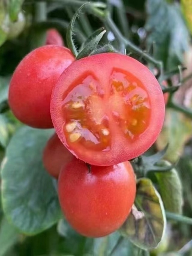 千禧番茄，一种超越时代的果实魅力