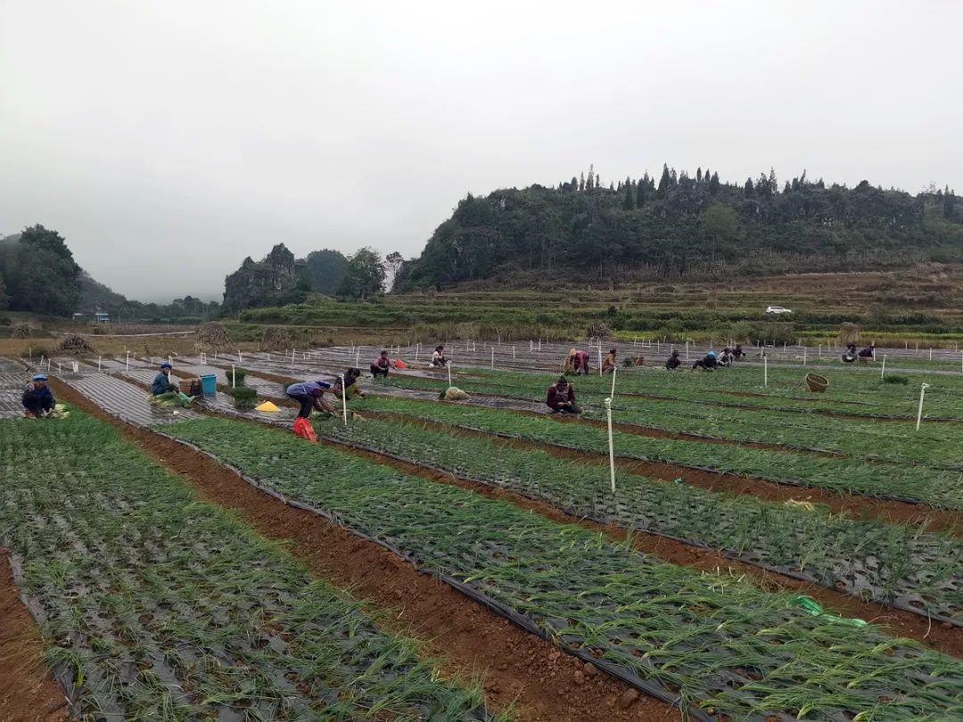 三肖中期期淮150期