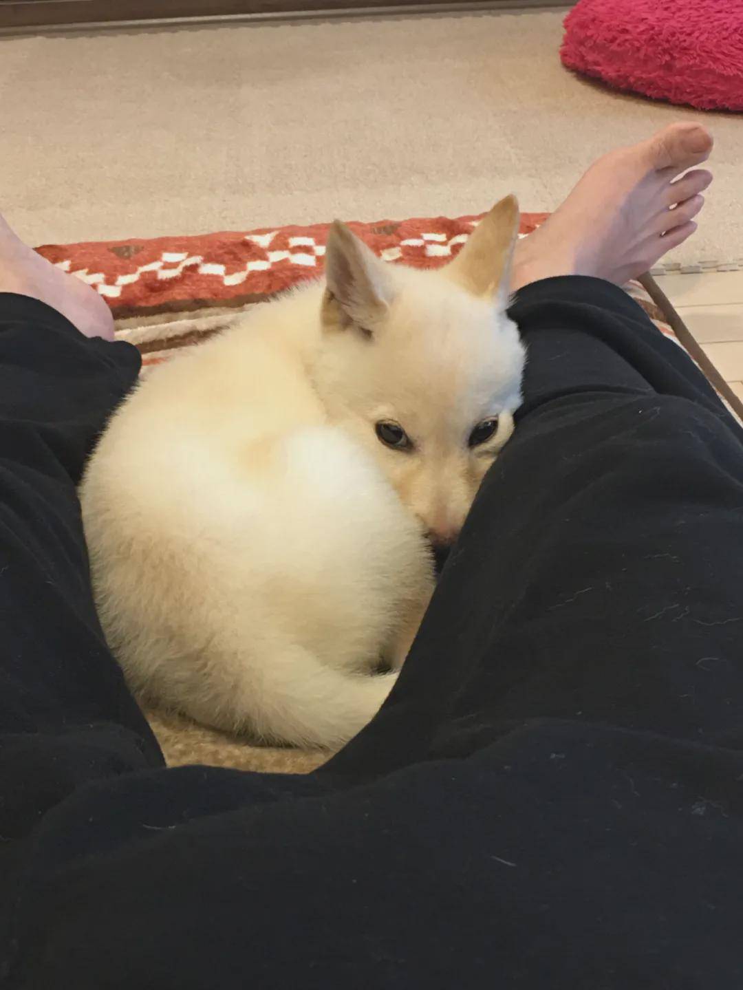 小狼狗高手论坛最新