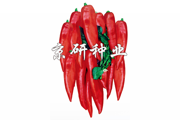 三期必出特一肖一