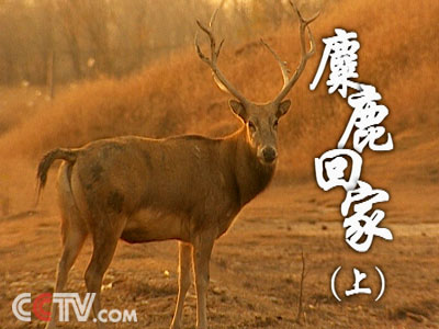 今天必中四不像图2019年46期