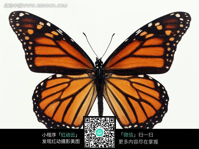 天牛3d红五图库天牛图库排列三山东金彩