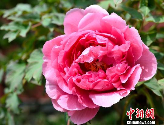 六和彩图库资料大全