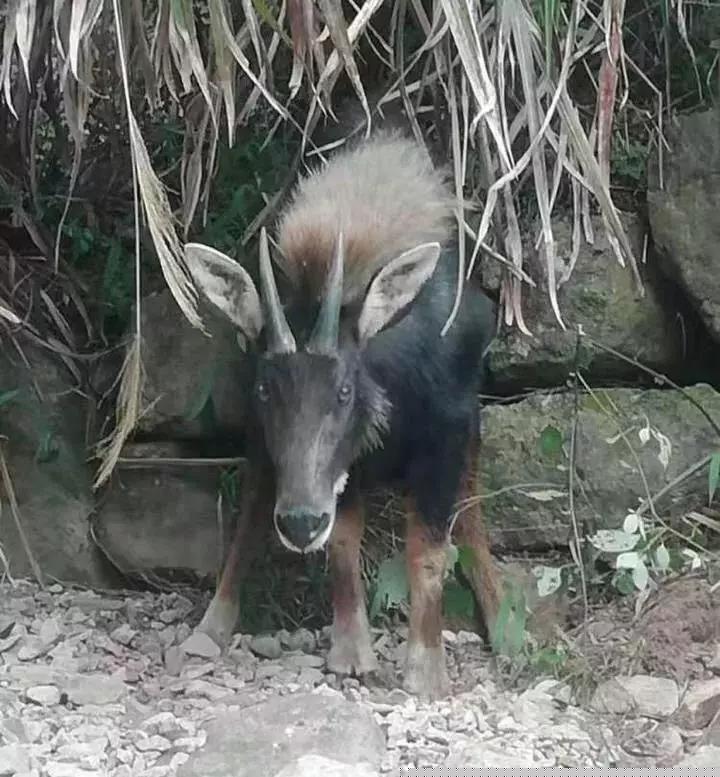 四不像图片大全真实1