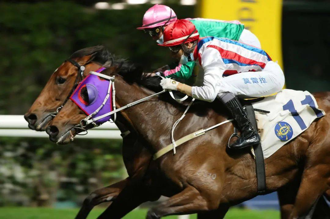 香港马会2019开奖结果历史记录