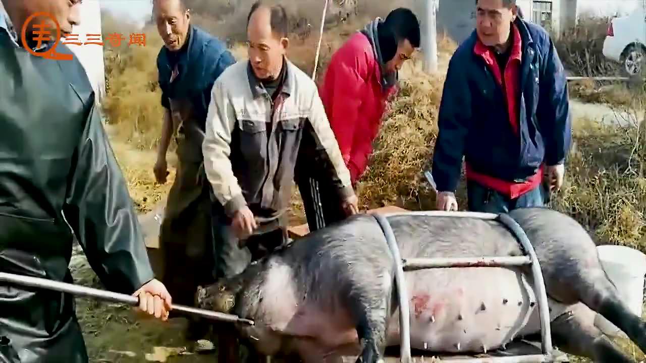 揭秘新澳门六彩杀猪技巧，简单易懂的方法分享澳门杀猪厅什么意思